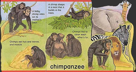 Lets look at Wild Animals