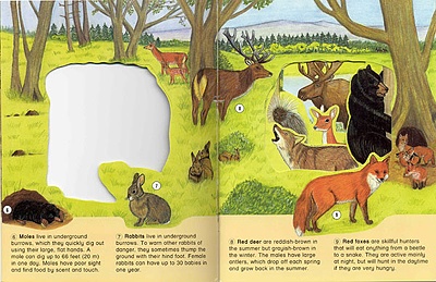 WINDOWS ON NATURE WOODLAND REGION