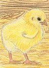 Chicks