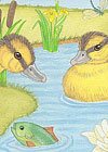 Duckilings on pond