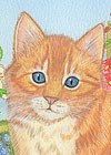 Ginger Kitten