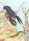 Illustrations of animals of the Rock Pool, Lobster,Blennie