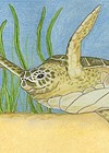 Leatherback Turtle  illustration