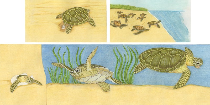 Illustrations of Life cycle of a Turtle