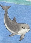 Illustrations of animals of the sea Dolphin