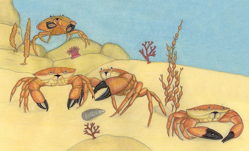Crab illustration