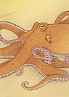 Illustration of an Octopus