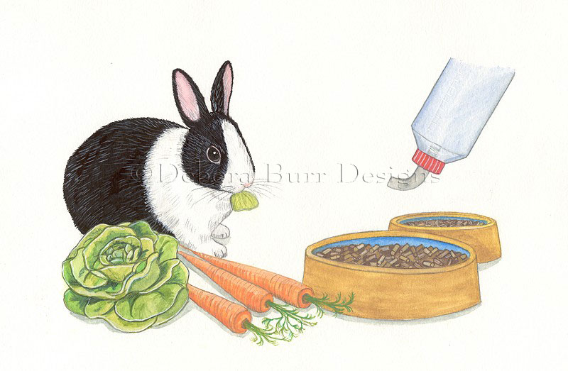 Feeding your pet Rabbit