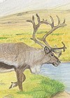 Animals of the Arctic Tundra reindeer, geese artwork