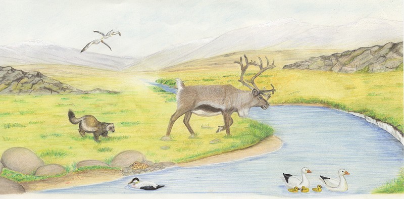 Artic Tundra Reindeer