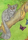 Illustrations of Rainforest,chimpanzee, bushbaby, gibbon Bird of Paridise for children's picture book