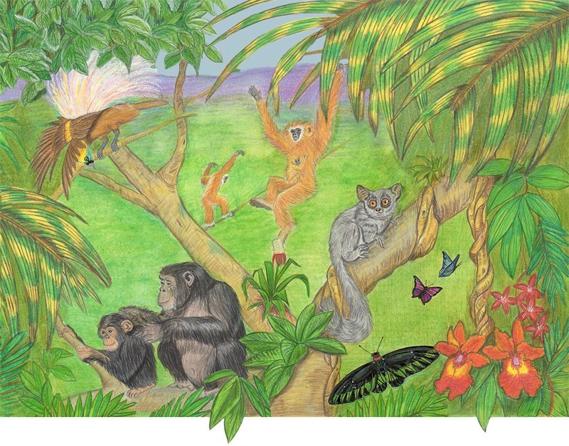 Illustration of the Rainforest Region, Bird of Paradise Bush Baby Chimpanzee Gibbon and Butterflies
