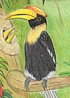 Animals of the Rainforest, Gorrilla, Toucan and Elephant illustrations for children's book