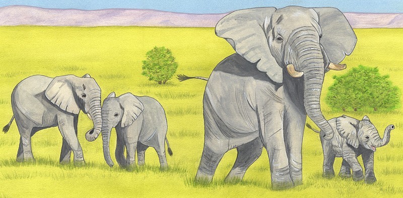 African Savanah Herd of Elephants