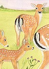Illustrations of Woodland Herd of Deer for a children's book