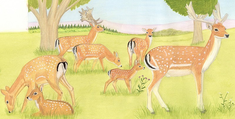 Woodland animals Herd of Deer