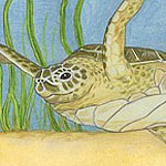 Ocean Creatures Gallery