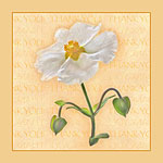 Greeting cards Illustration Portfolio, artwork covering Weddings Christmas Floral Birthdays, artwork created in Traditional and digital format